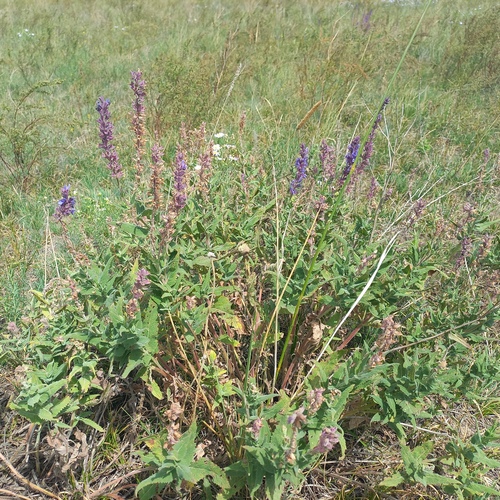 Salvia deserta, photograph 4