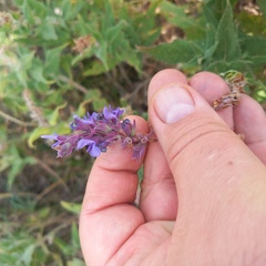 Salvia deserta, photograph (c) Alexander Dubynin, some rights reserved (CC BY)