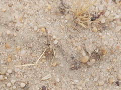 Cataglyphis adenensis