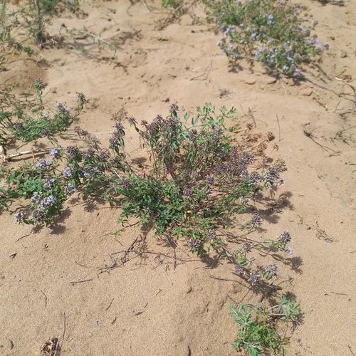 Ziziphora clinopodioides, photograph 5