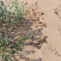Ziziphora clinopodioides, photograph (c) Alexander Dubynin, some rights reserved (CC BY)