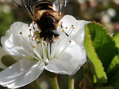 Eristalis obscura