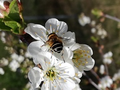 Eristalis obscura