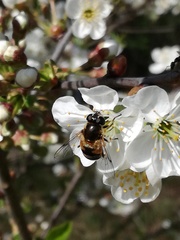 Eristalis obscura