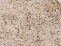 Cataglyphis adenensis