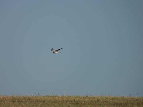 Montagu's Harrier