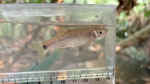 Common rasbora