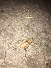 Pediodectes haldemanii