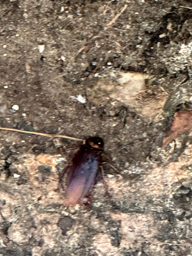 American Cockroach