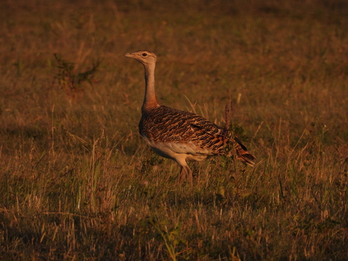 Great Bustard