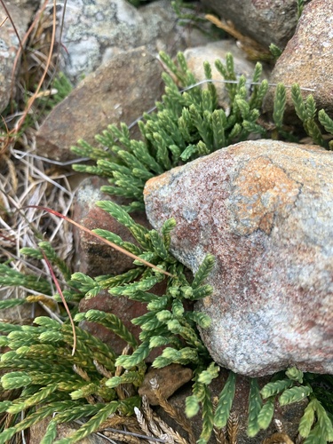 alpine clubmoss