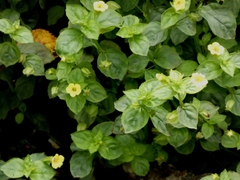 Erythranthe nepalensis, photograph (c) mami_t_t, some rights reserved (CC BY)