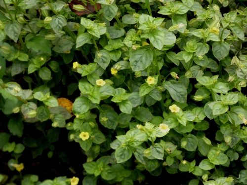 Erythranthe nepalensis, photograph 2