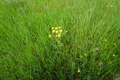 Crepis marschallii