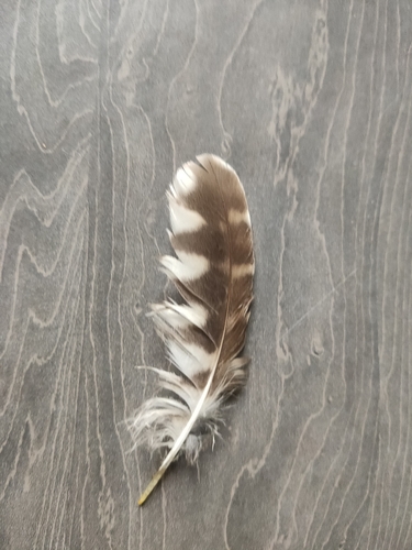 Plume de Chevêche d'Athéna