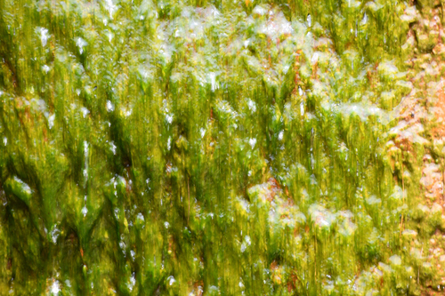 Cladophora glomerata observed 2026-08-09
