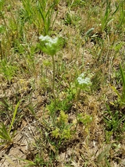 Daucus pusillus