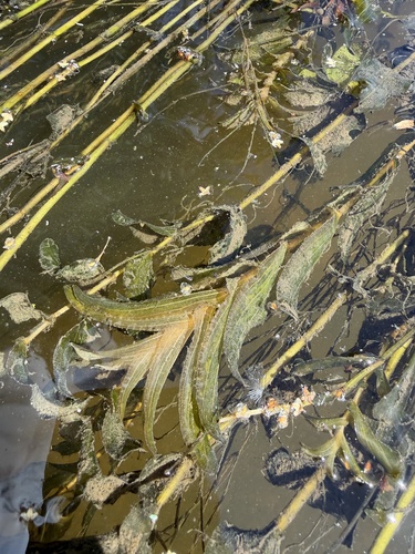 Perfoliate Pondweed