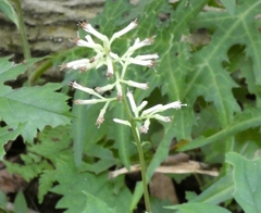 Syneilesis palmata