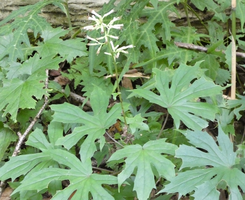 Syneilesis palmata, photograph 1