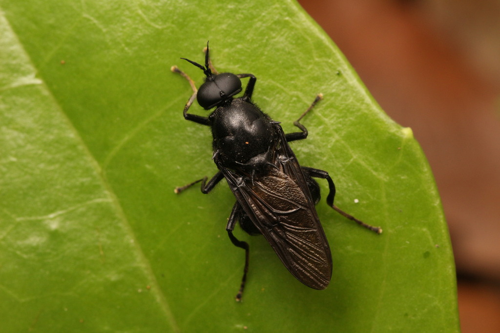 Clitellaria obtusa