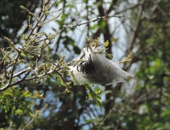 Eriogaster lanestris