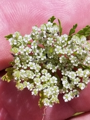 Daucus pusillus