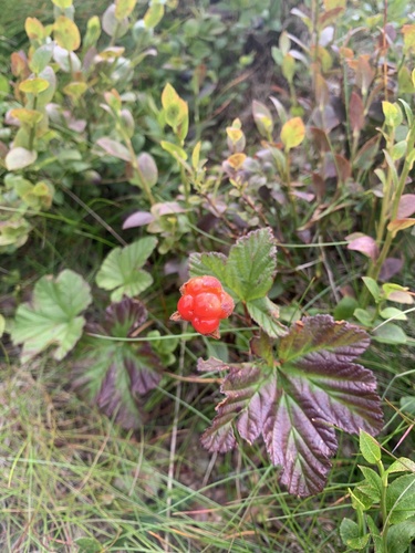 cloudberry