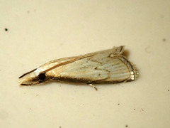 Calamotropha obliterans