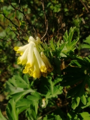 Corydalis nobilis