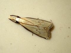 Calamotropha obliterans