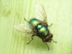 Lucilia illustris