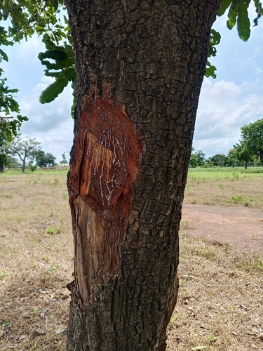 Shea Tree