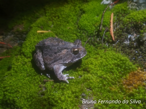 Ceará Smooth-horned Frog