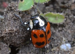 Cryptocephalus octopunctatus