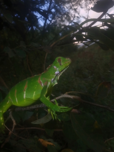 Green Iguana