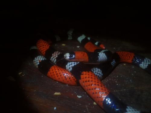 Pernambuco Coral Snake