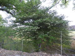 Crataegus tracyi