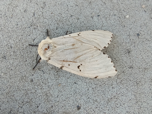 Spongy Moth