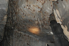 Hipposideros diadema