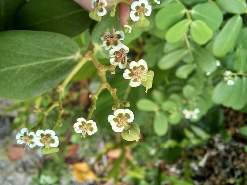 Euphorbia fosbergii observed 2026-07-16