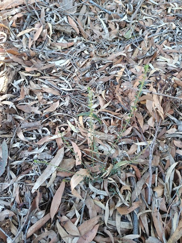 Phyllanthus hirtellus, photograph 3