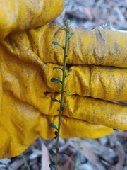Phyllanthus hirtellus, photograph (c) Carl Ramirez, some rights reserved (CC BY)