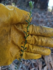 Phyllanthus hirtellus, photograph (c) Carl Ramirez, some rights reserved (CC BY)