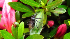 Velinus nodipes