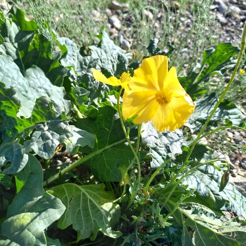 Glaucium squamigerum, photograph 1