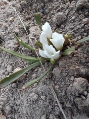 Lewisia brachycalyx