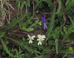 Viola etrusca