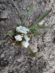 Lewisia brachycalyx