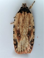 Agonopterix atrodorsella